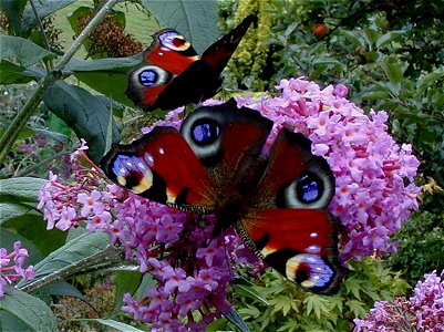 butterflies peacock